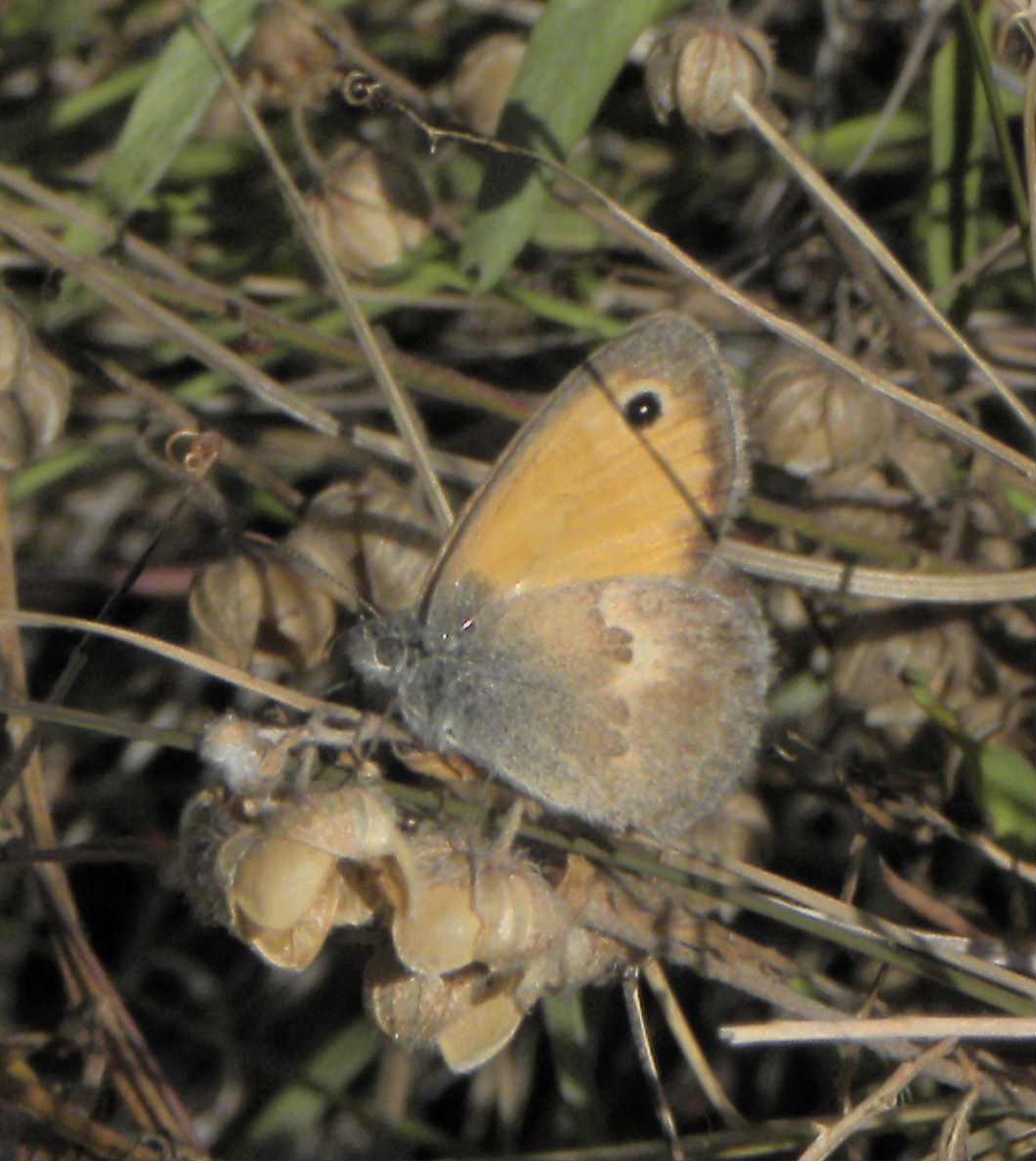 farfalla da identificare